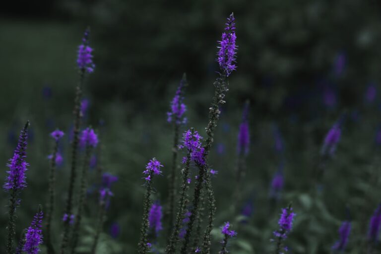 Instagram filmpje downloaden doe je zo: simpel stap voor stap